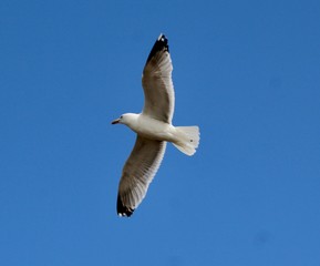 Seagull 