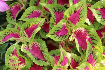 BEAUTIFUL PINK AND GREEN COLEUS