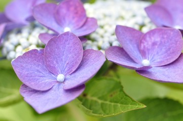 Obraz premium 紫陽花 ナハティガール