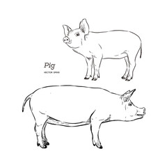 Vector illustration of pig in graphic style, hand drawing illustration.
