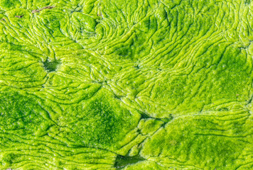 abstract texture of a swampy muddy view from above