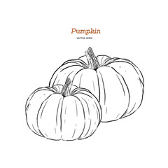 ector hand drawn set illustration of pumpkin.