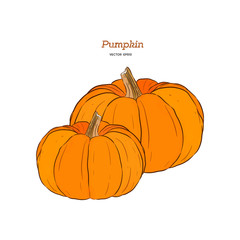 ector hand drawn set illustration of pumpkin.