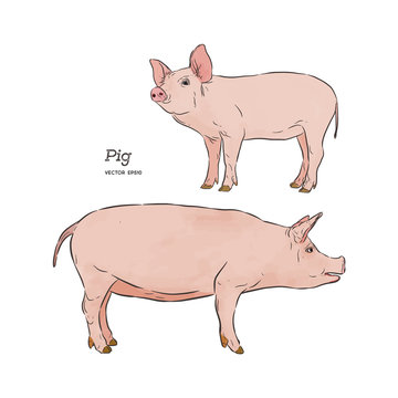 Vector illustration of pig in graphic style, hand drawing illustration.