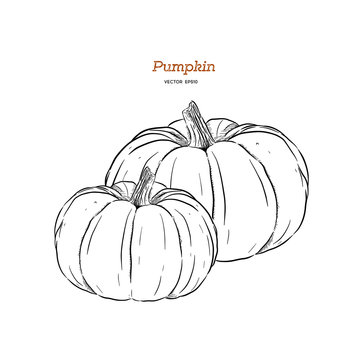 ector hand drawn set illustration of pumpkin.