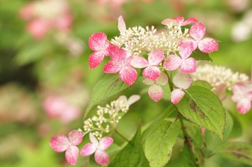 紫陽花 クレナイ