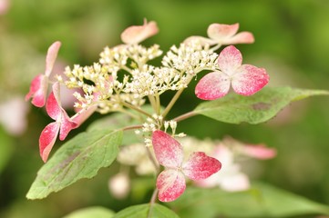 紫陽花 クレナイ