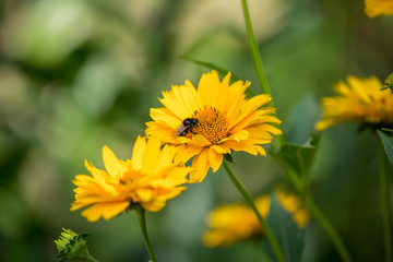 Biene bestäubt Sonnenhut