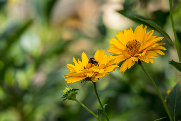 Biene bei der Arbeit - bestäuben