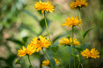 Biene bestäubt Ringelblume im Garten