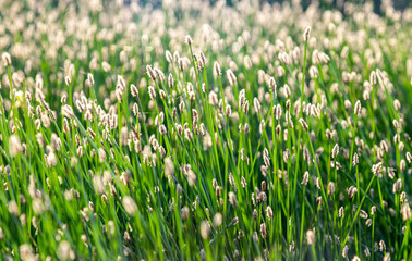 Grass close-up in a counter-light as background