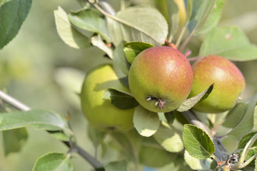 close on a fresh apples growing  in the tree 
