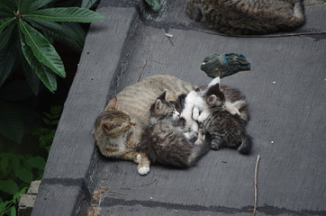 Cat family