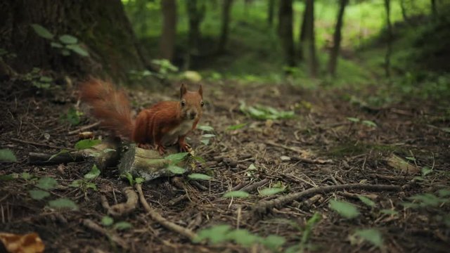 Close up squirrel running on park funny mammal nature red rodent brown fluffy forest fur natural outdoor wild eating fauna, furry ground nut slow motion