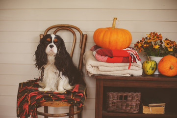 cavalier king charles spaniel dog sitting on chair in wooden country house with seasonal autumn...