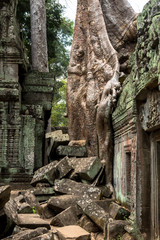 Giant tree and roots in temple Ta Prom Angkor wat