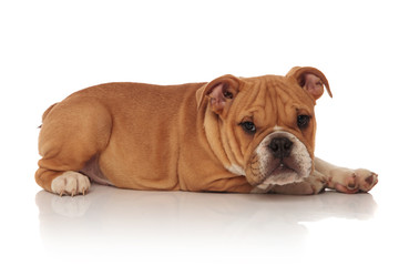 side view of brown and white english bulldog lying