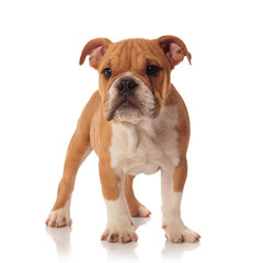 Fototapeta premium adorable english bulldog puppy stands and looks to side