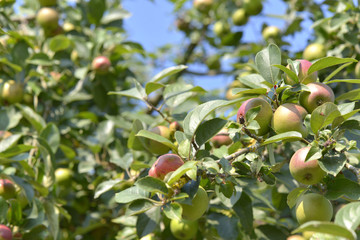 red apples growing in a apple tree among foliage 