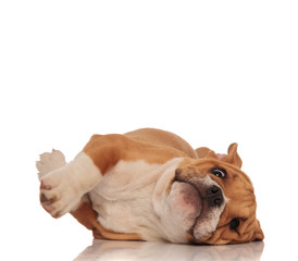 funny brown and white english bulldog lying on side