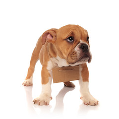 homeless english bulldog puppy looks up to side