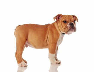 Obraz premium side view of gentleman english bulldog puppy standing