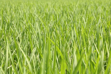 初夏の田んぼ