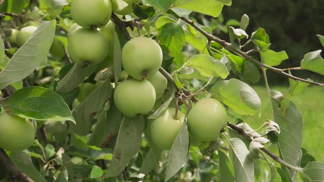 Golden-green apples ripe on branch in sun in orchard