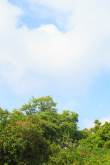 trees green forest sky horizon background