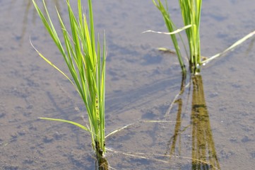 初夏の田んぼ