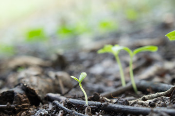 seed germination growth into forest
