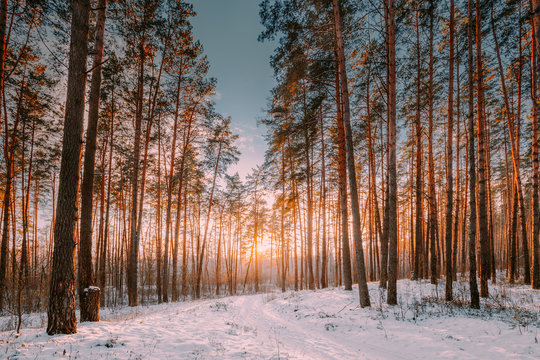 Fototapeta Sunset Sunrise Sun Sunshine In Sunny Winter Snowy Coniferous Forest