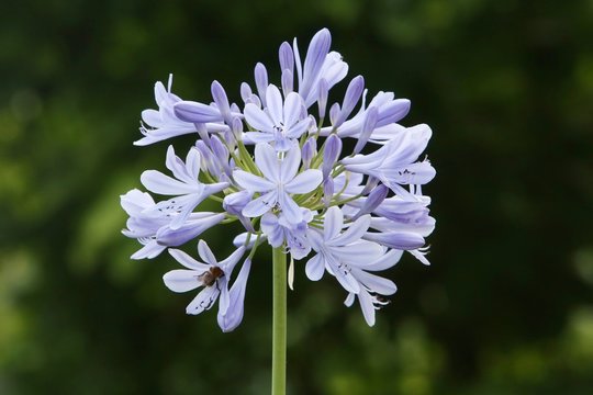Agapanthus