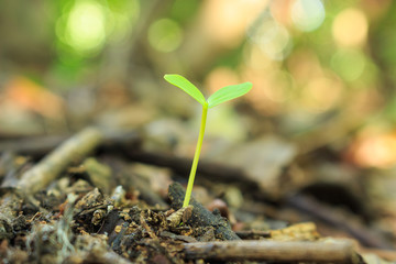 seed germination growth into forest