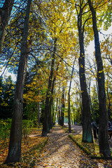 Autumn trees at garden in sunny day