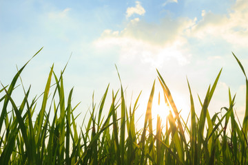 Fototapeta premium landscape sun sunrise sunset green background