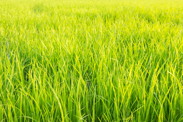 Obraz premium landscape rice green field nature background