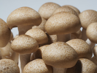 Brown Shimeji Mushroom.