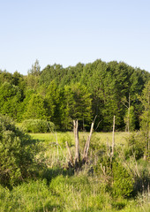 swamp with trees