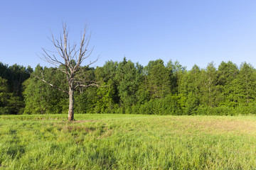 Fototapeta na wymiar dry tree growing in a field