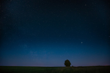 Blue Night Starry Sky Above Lonely Tree In Meadow. Glowing Stars