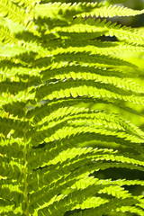 Fototapeta premium light fern leaves