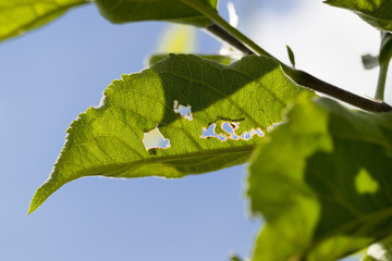 walnut foliage