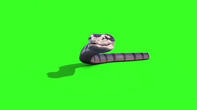 Snake Anaconda 1 crawl on the ground Animal Green Screen