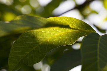part of the sunlit walnut leaf