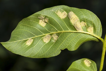 green foliage of a walnut