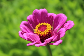 Obraz premium Fiore rosa - Baia di Ieranto, Massa Lubrense, Italia