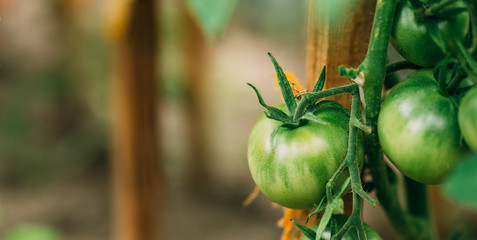Green Growing Organic Tomato. Homegrown Tomatoes In Vegetable Garden