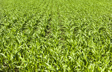 low corn in rows