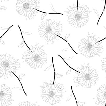 Aster, Daisy Outline on White Background